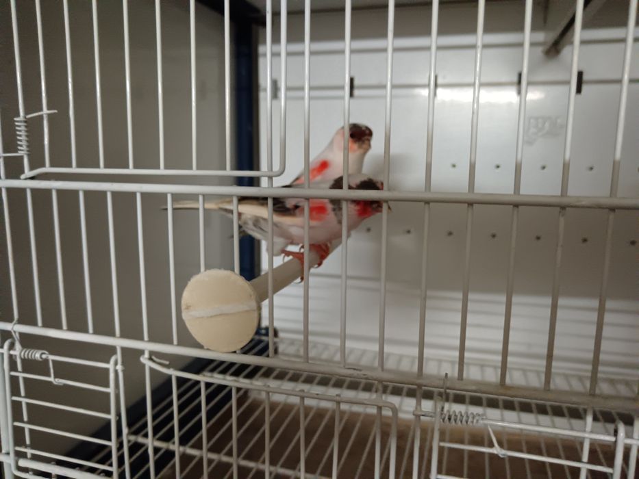 Disponíveis  vários canarios