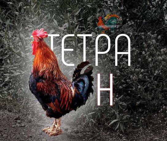 Тетра Н, Угорщина (HU). Інкубаційне яйце Інкубаторія UA