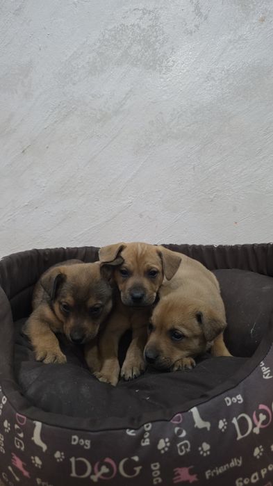 Oddam w dobre ręce 3 pieski