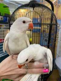 Белый ожереловый попугай Крамера, ручной птенец