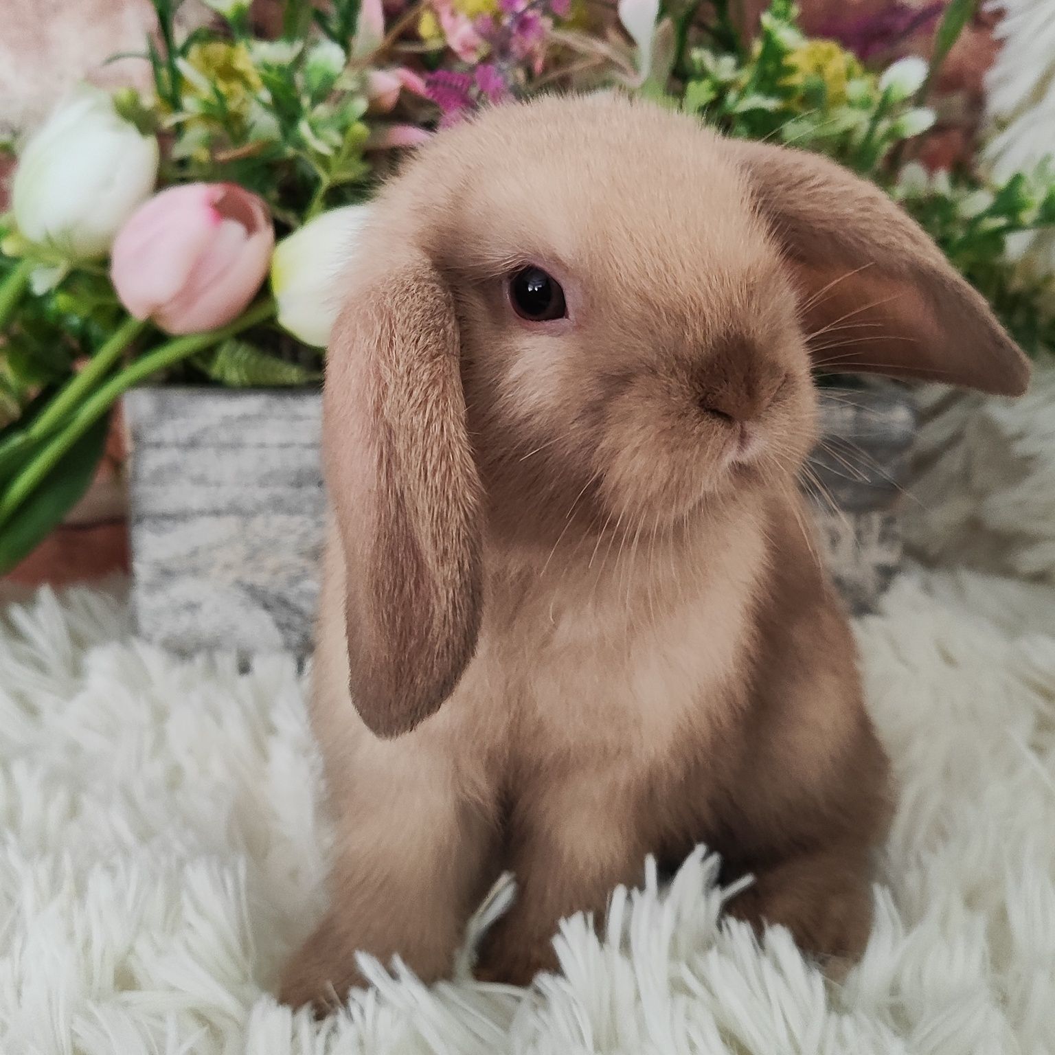 Króliczki Mini Lop. Jedyna hodowla w Szczecinie.