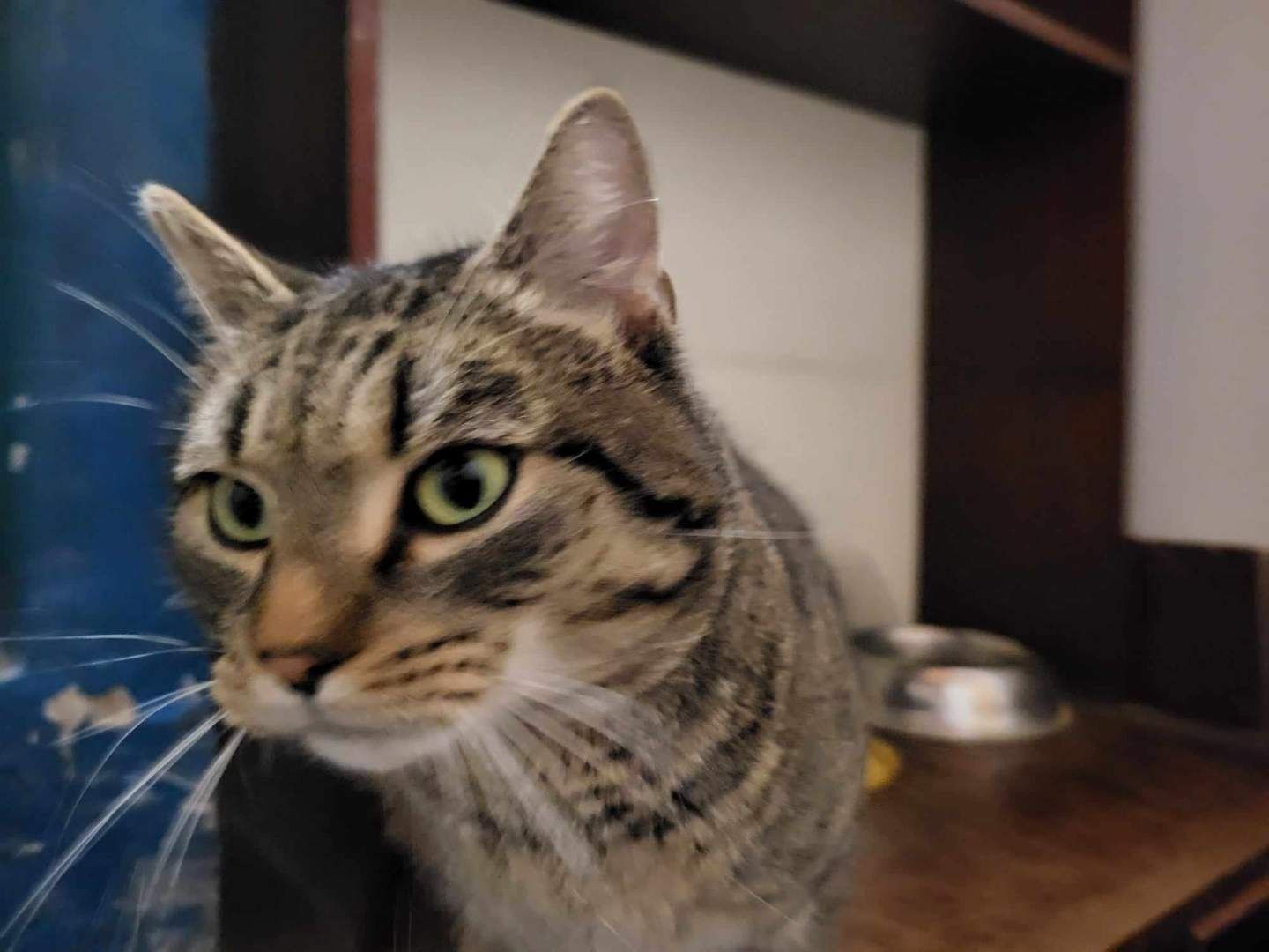 Coco kocurek do adopcji