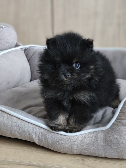 Szpic miniaturowy Pomeranian FCI