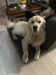 Reproduktor Golden Retriever