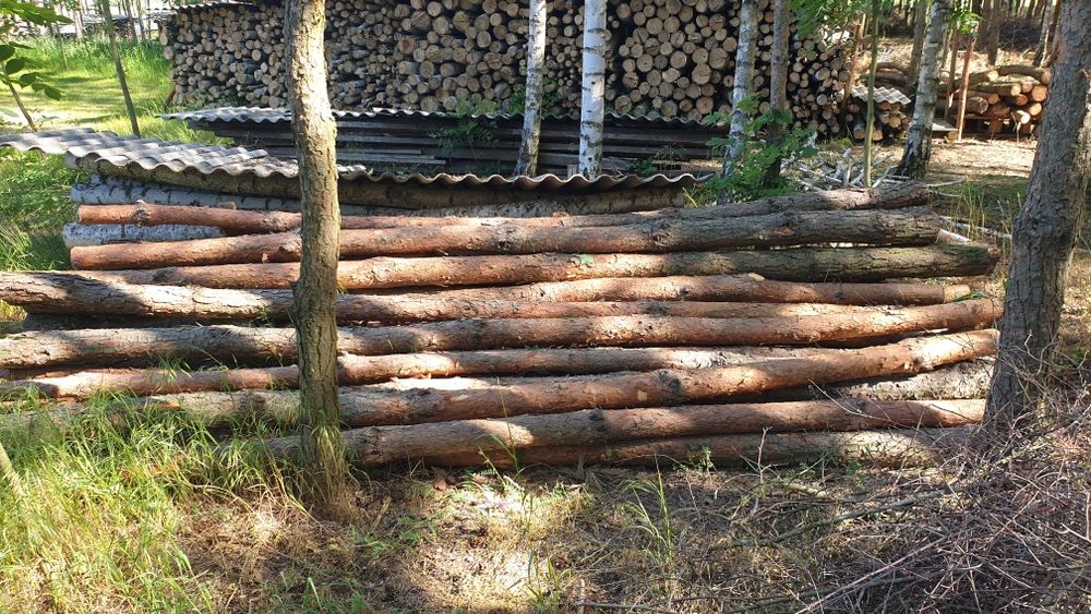 Stemple budowlane, słupki ogrodzeniowe 3.2m świeżo ścięte