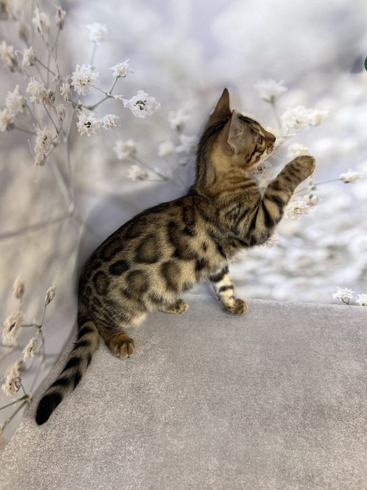 Бенгальские котята