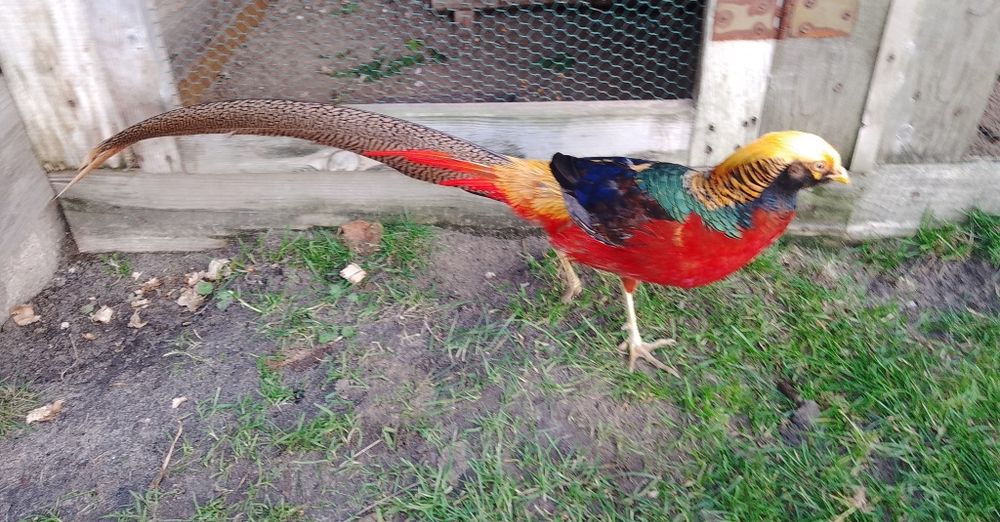 Bażant czerwony złocisty Górnik