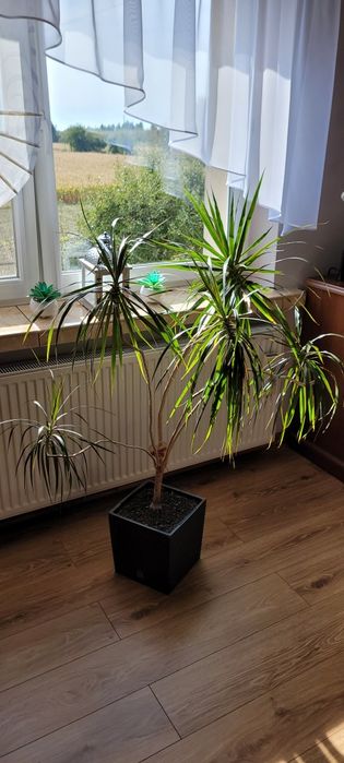 Kwiat w donicy Dracena