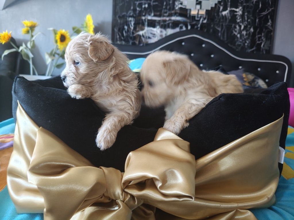 Maltipoo chlopiec super socjalizowany.