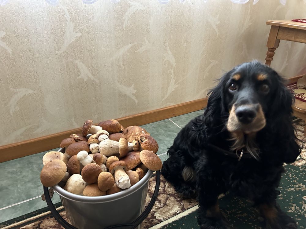 Англійський кокер спаніель