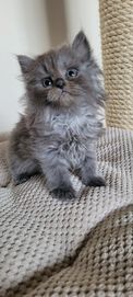 Piękna Kotka Syberyjska