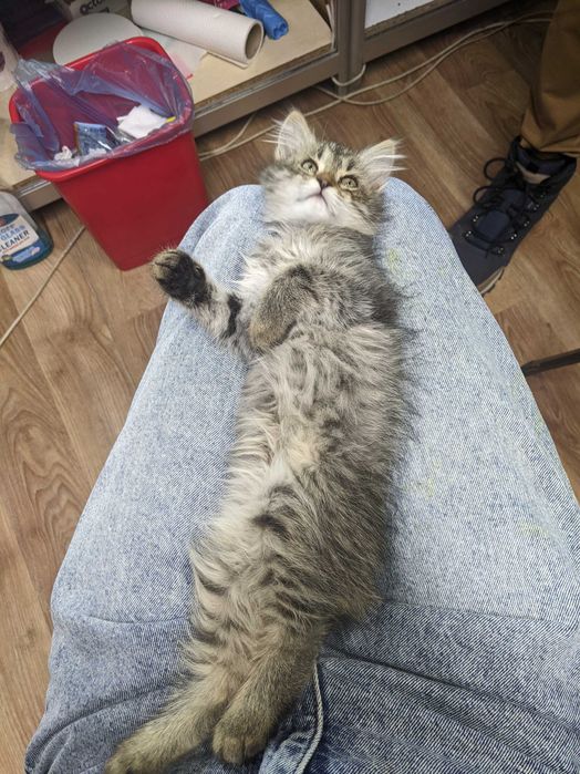 Віддам кошеня дівчинку безкоштовно