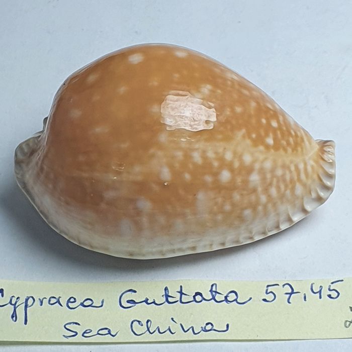 Cypraea Guttata 57,45 mm