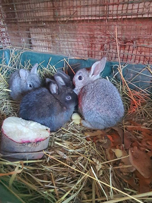 Декоративные кролики