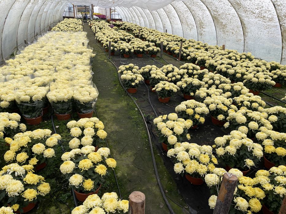 Chryzantemy dąbki kwiaty