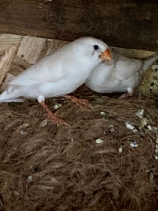 Vendo mandarins zona Lisboa