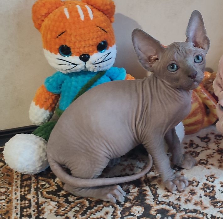Котенок сфинкс мальчик