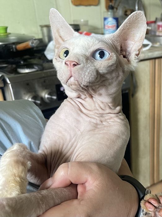 Разноглазый сфинкс