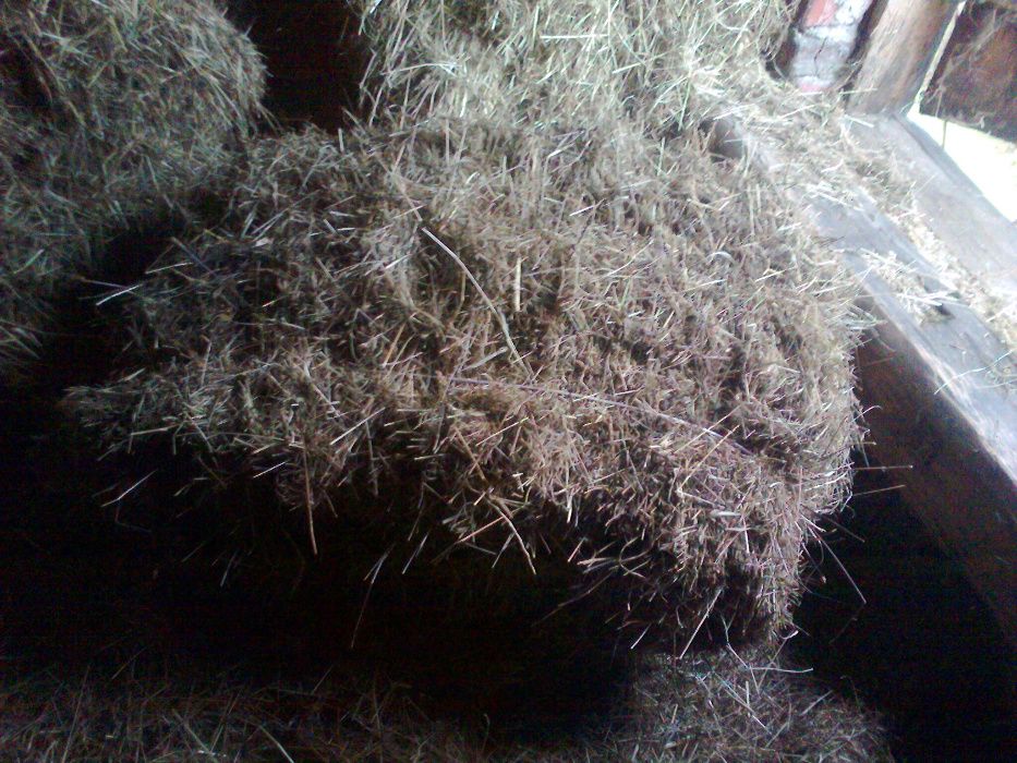 siano kostki kostka bal bela sezon 2024