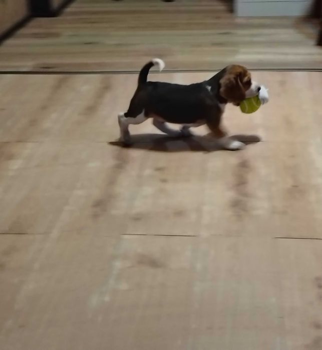 Mądry inteligentny i śliczny piesek