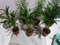 Пальмы Арека, Хамедорея- высота от грунта 30см, цена любой 100грн