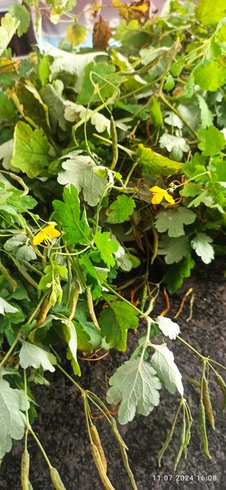 2 x Glistnik jaskółcze ziele z DMSO