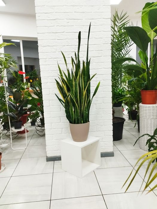 Сансевієрія Лауренті/Variegata