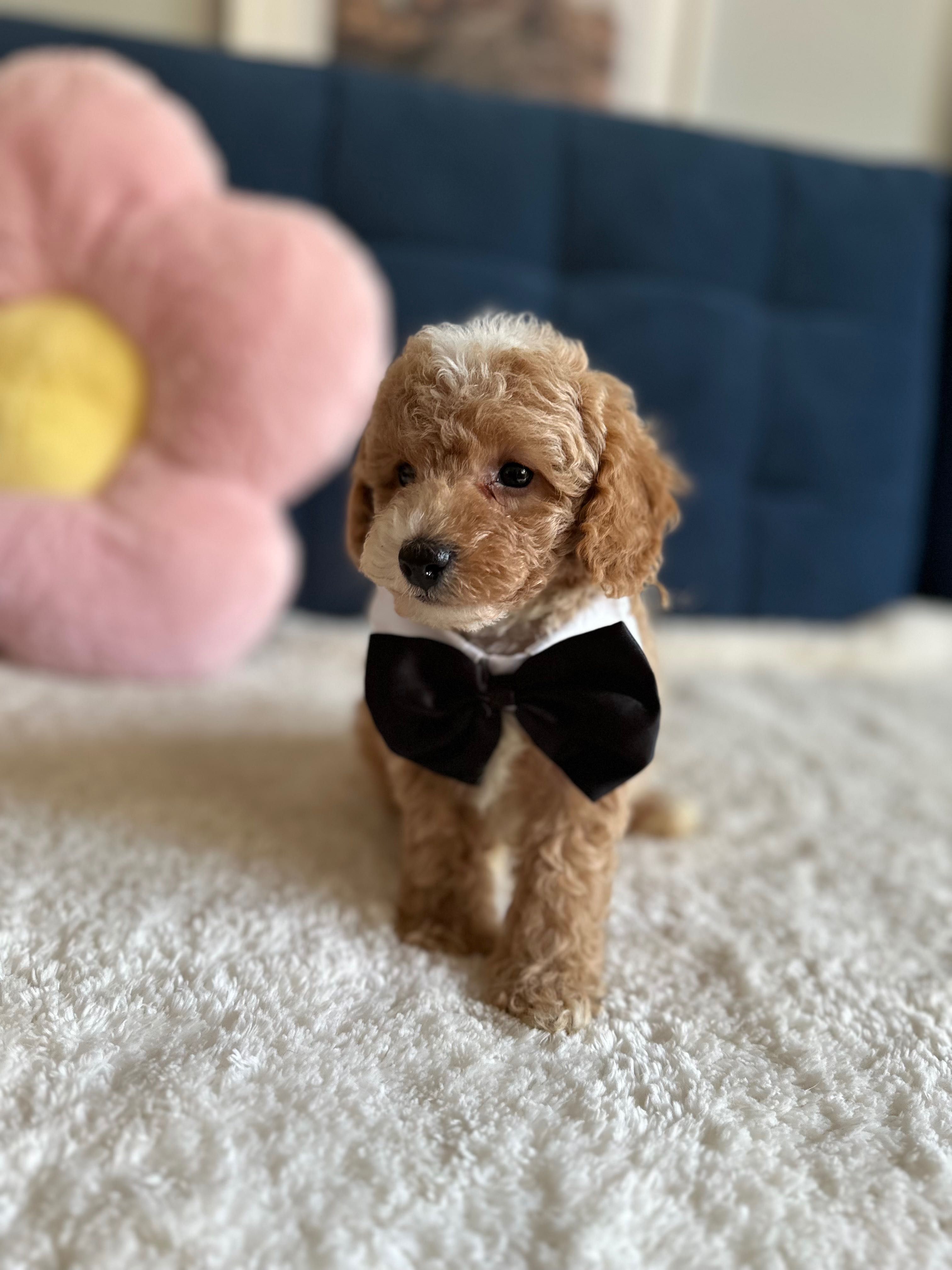 Śliczny Piesek Maltipoo F1b!