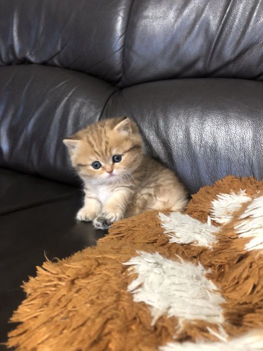 Кошеня шотландська шиншила