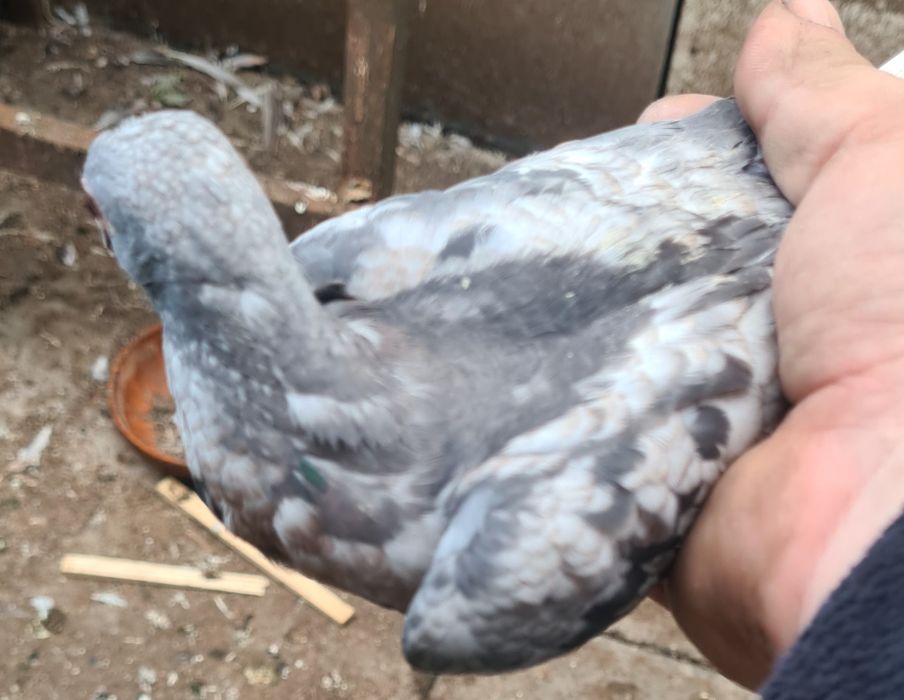 Gołębie pocztowe rubella reduced opal