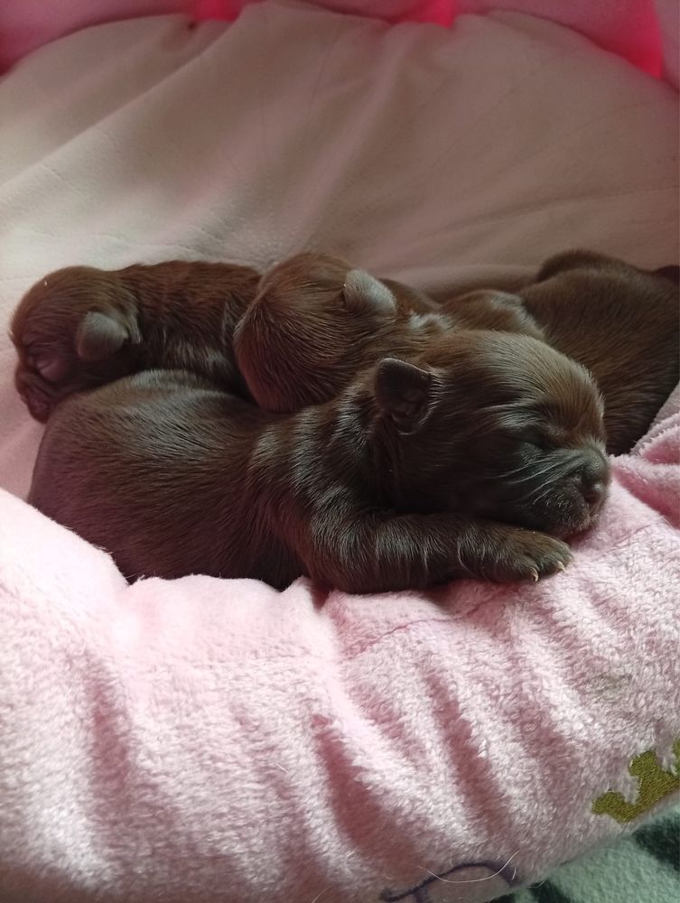 Czekoladowa sunia Shih tzu