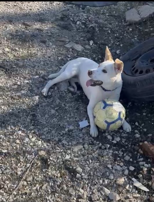 Cadelinha bebe para adopção