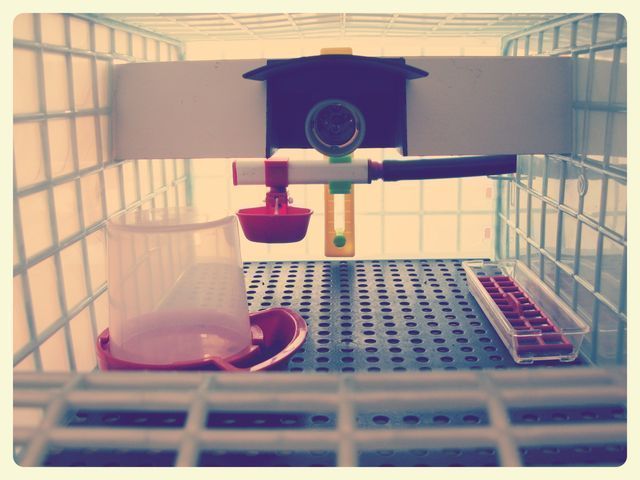 Odchowalnik dla piskląt - Dodatkowy Poziom - Wys. 40 cm