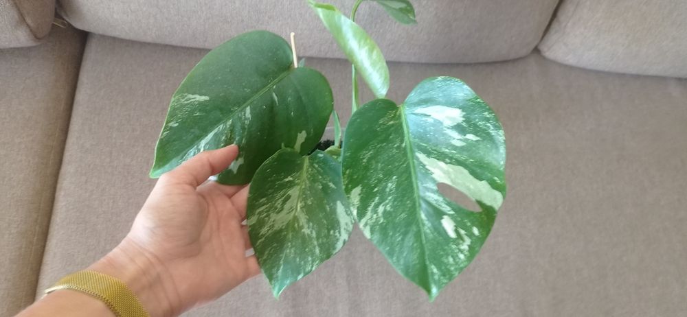 Монстера альба, варієгатна