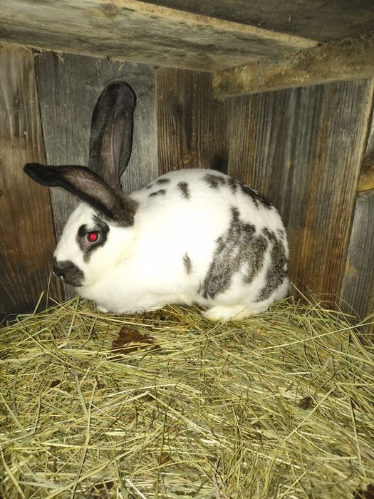 Sprzedam Samice Srokacz