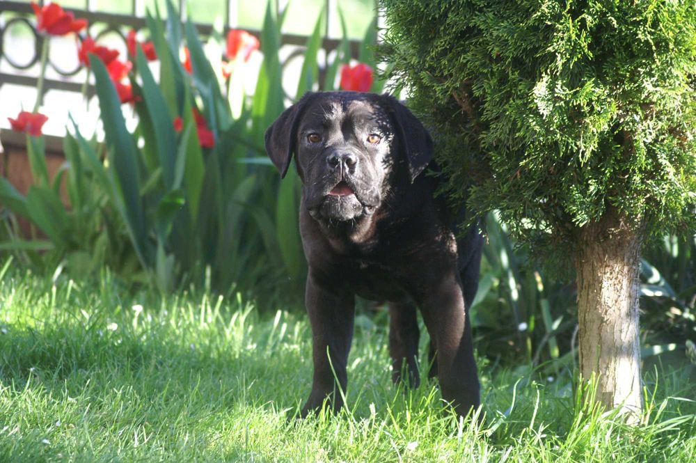 Cane Corso FCI  suczka, mocna budowa