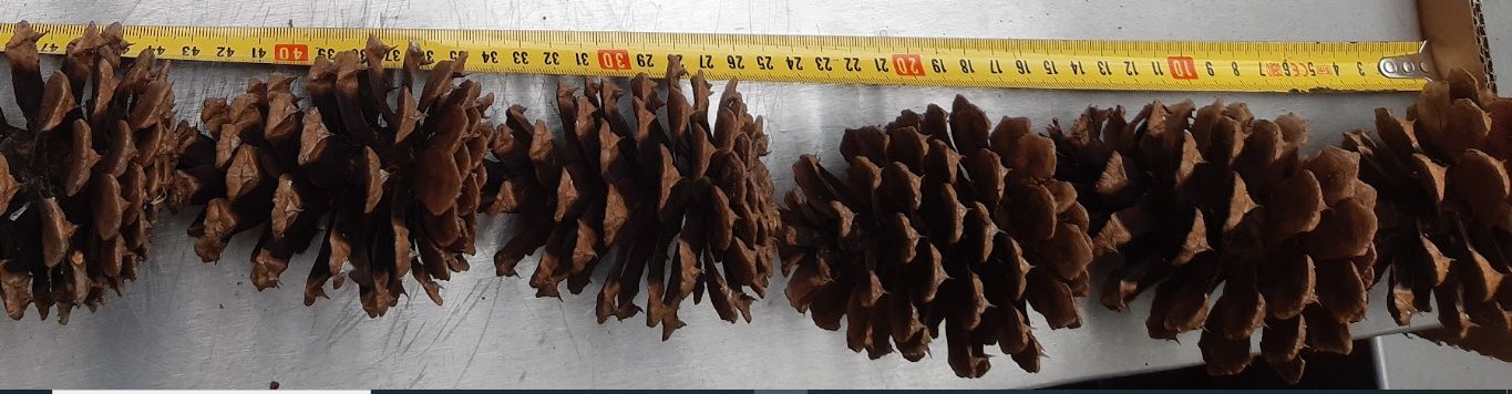 100 szt Szyszki ozdobne stroik świąteczny 8-10cm fi 7-8cm