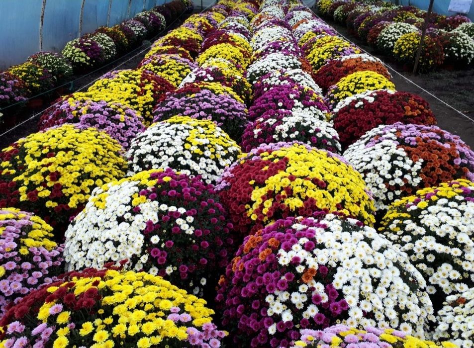 Chryzantemy drobnokwiatowe