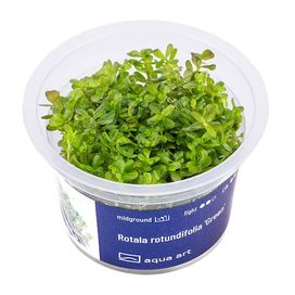 Rotala Rotundifolia Green invitro MASSON