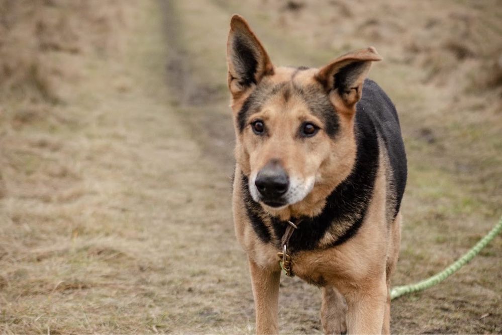 KUBUŚ | miłośnik szarpaków wyglądający jak owczarek do adopcji