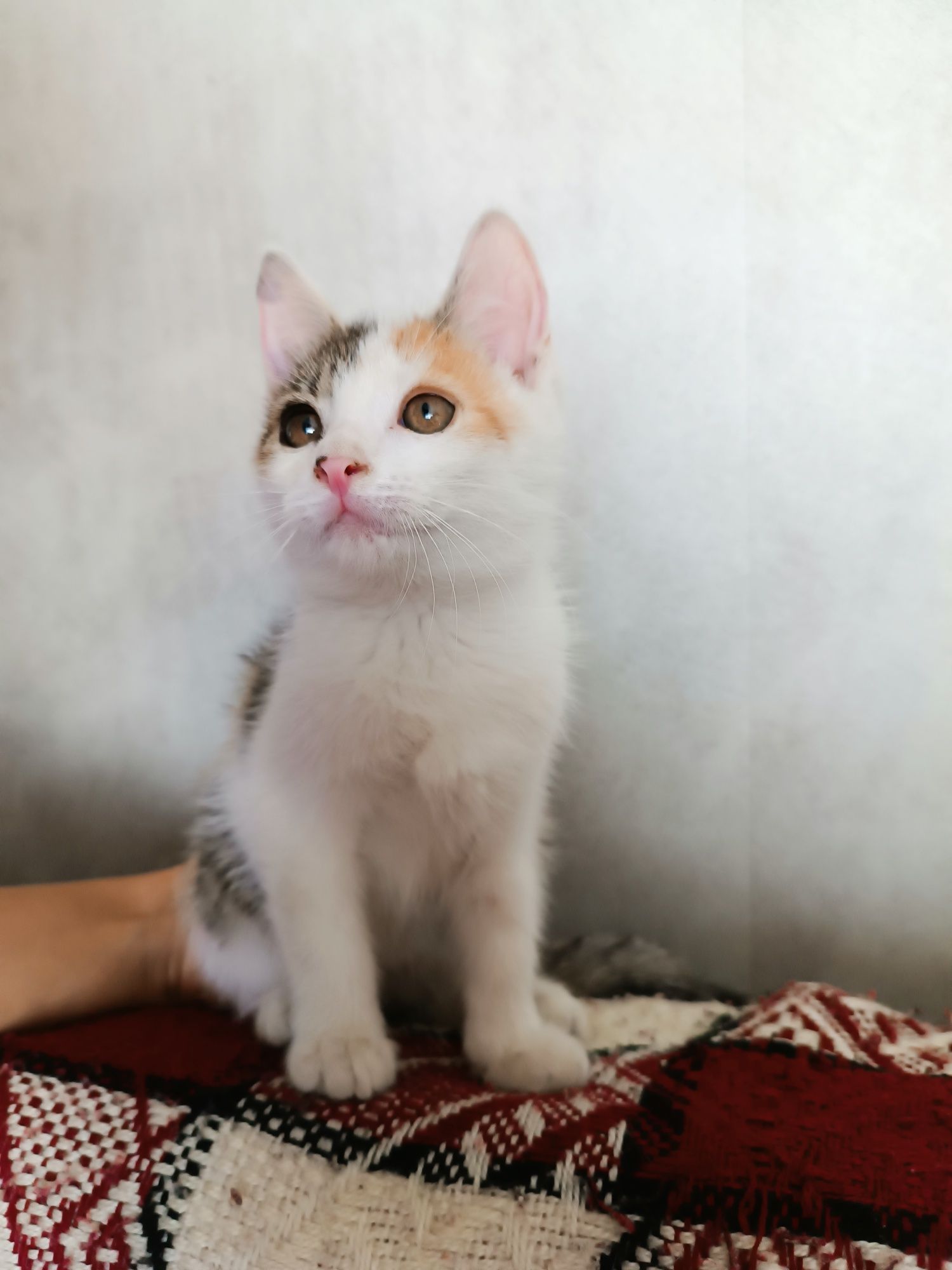 Kotki do adopcji