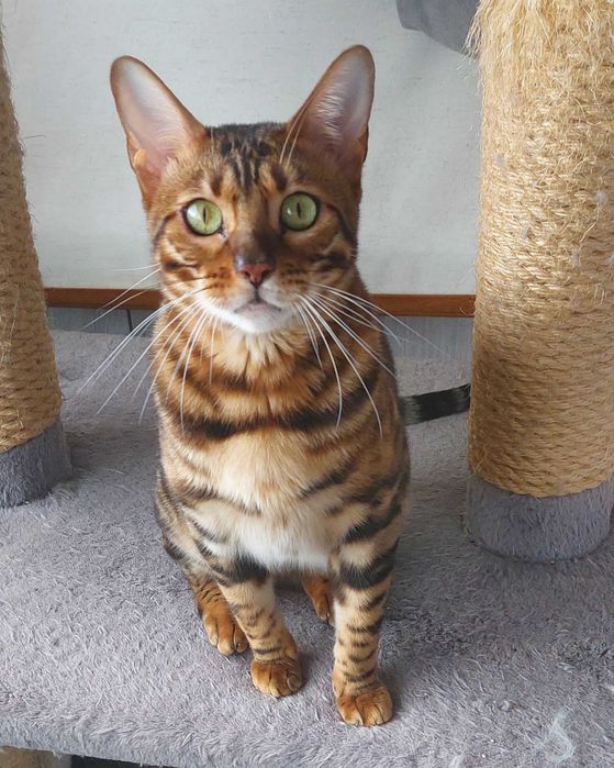 Kotka Bengalska rodowód FPL