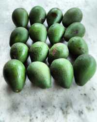 Abacates biologicos 4 eur kg