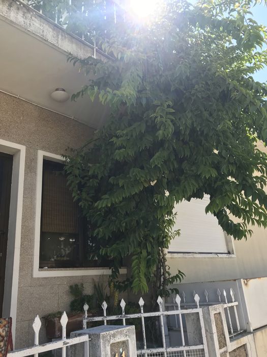 Planta Ora-pro-nóbis (Pereskia aculeata)