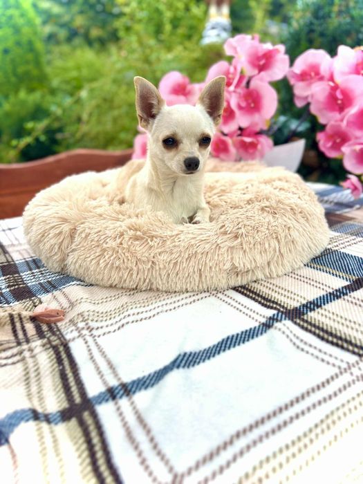 Piękny piesek chihuahua