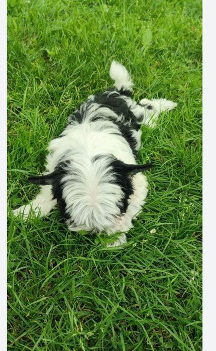 Yorkshire terrier biewer suczka