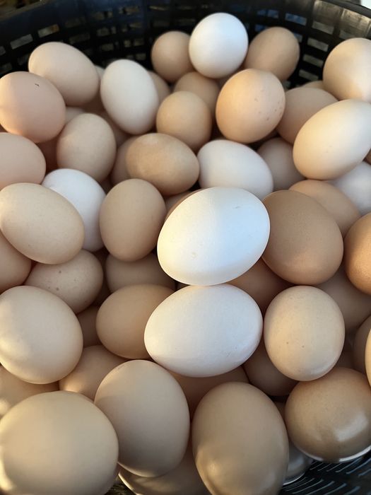 Jajka wiejskie ekologiczne , pastwiskowe