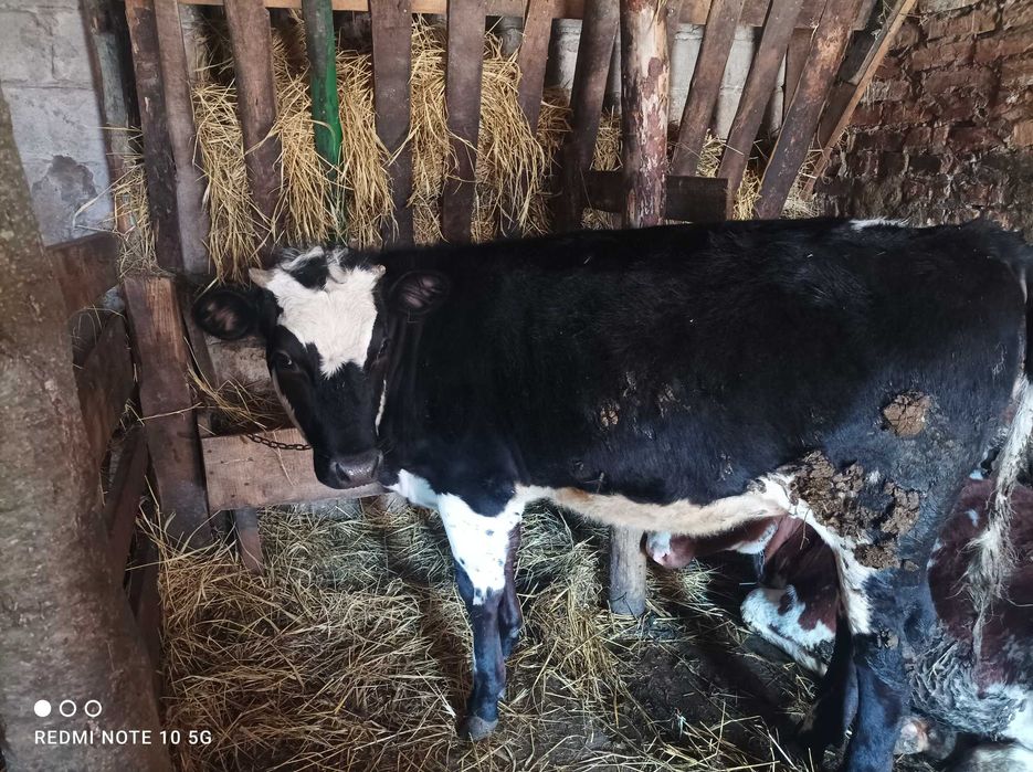 Телиця,тілна не була