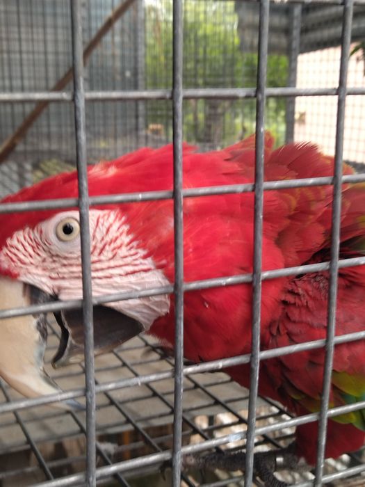 Arara macho  com cinco anos