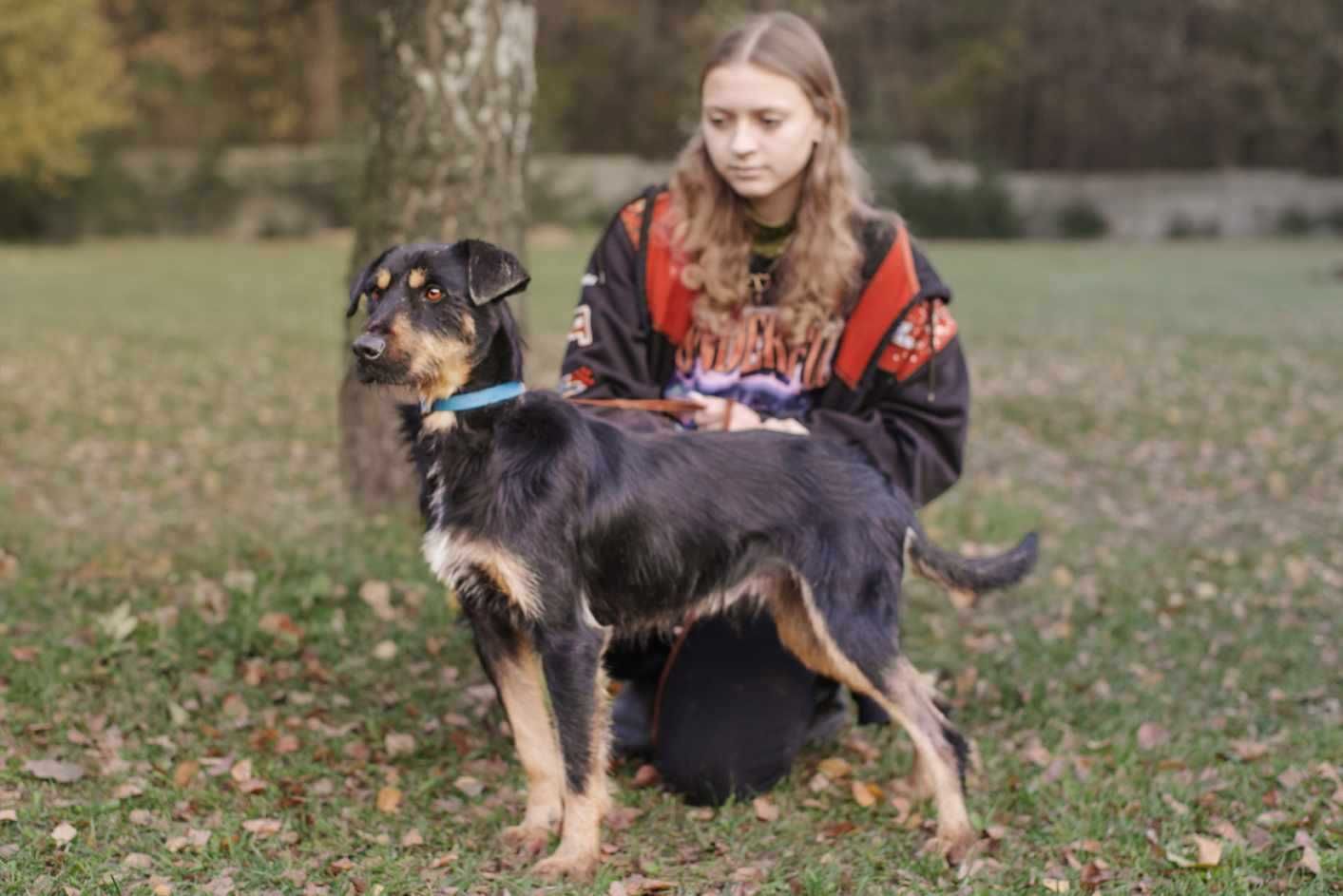 Jagdterrier  mix  Joker szuka domu-schronisko Zgierz-aktualne